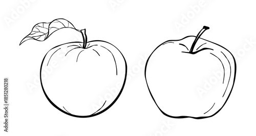 Hand drawn apples with leaf black and white botanical line art illustration isolated on white background