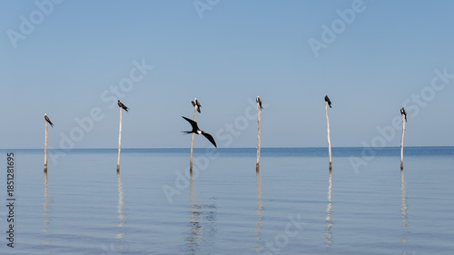Fragatas. Yucatán, México.