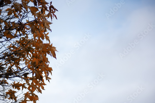 Ahorn Herbstlaub auf einem Baum vor freundlichem und hellen Himmel Hintergrund im Dezember