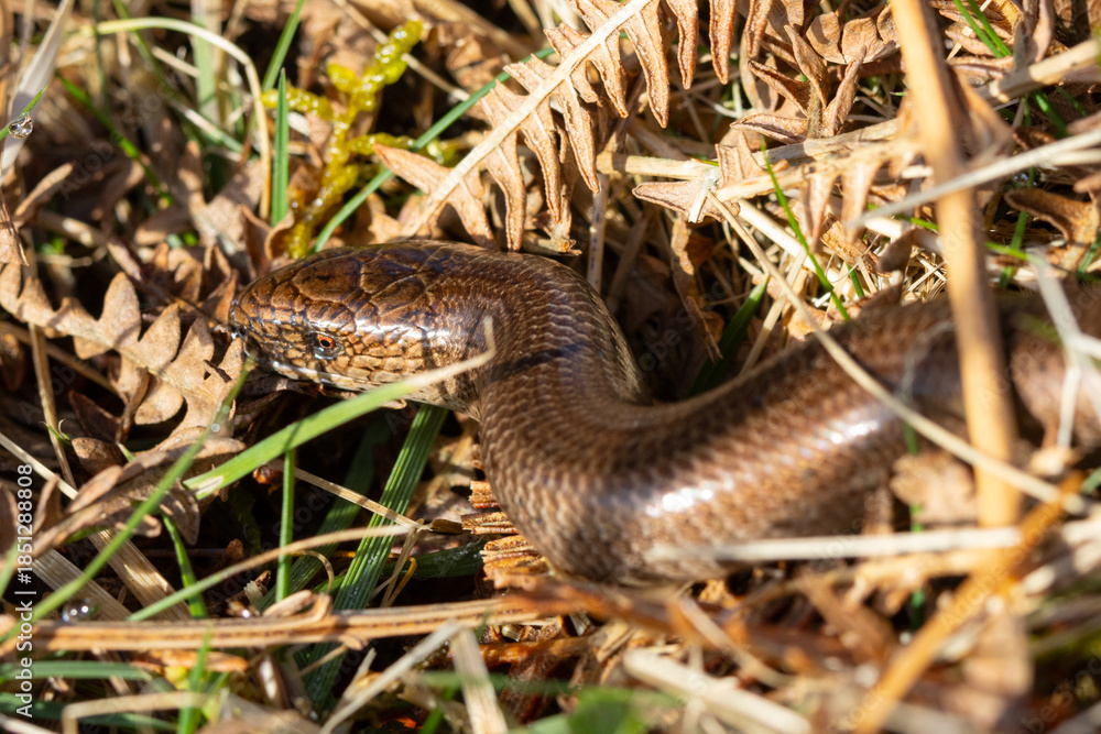 Obraz premium Close up image of a Slow Worm crawling through grass, County Durham, England, UK.