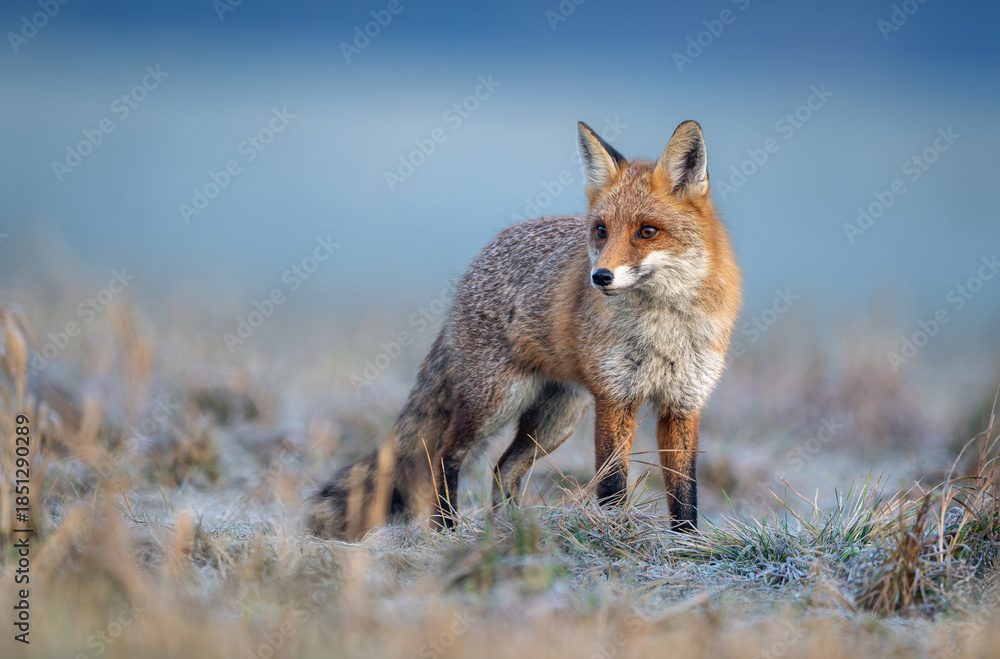 Obraz premium Red fox ( Vulpes vulpes ) in winter scenery