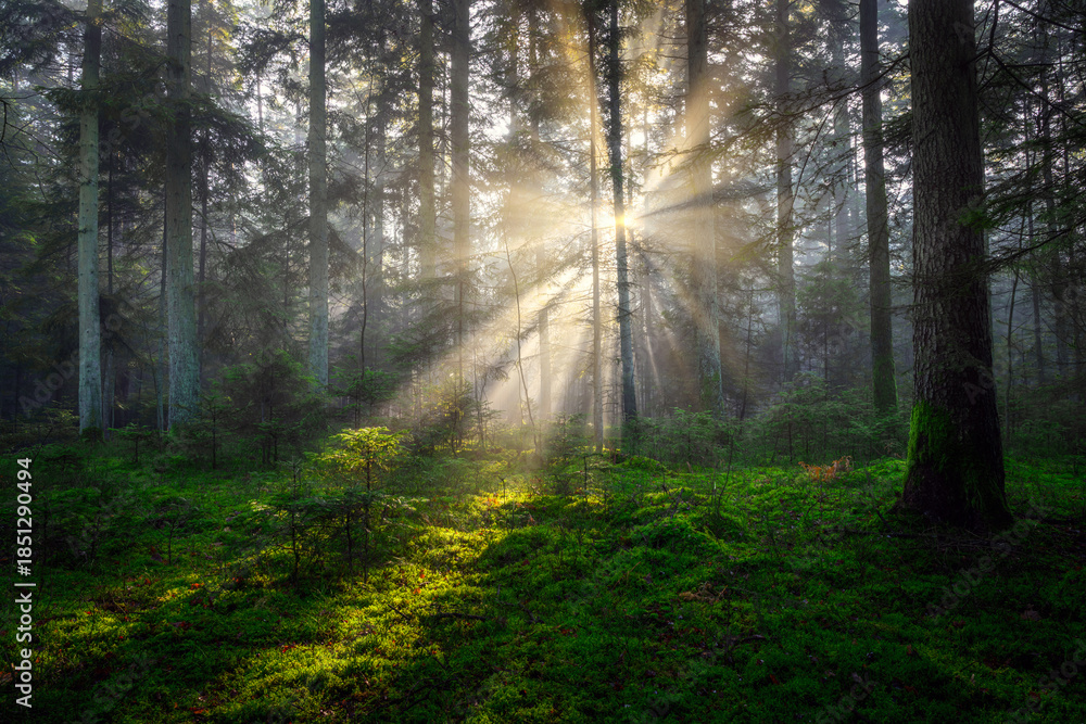 Fototapeta premium Sunny morning in the pine forest with sunbeams