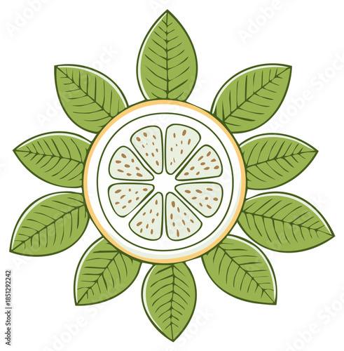 Orange Slice with Leaves Vector Illustration, Citrus Fruit, Botany, Garden