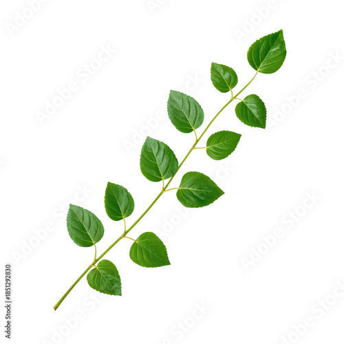 Green Leaf Branch Showing Natural Form and Structure During Daylight Conditions