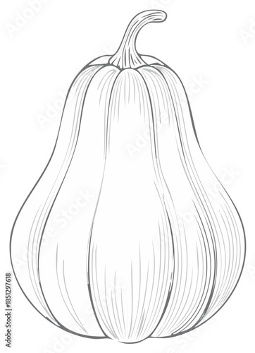 Illustration of Butternut Squash: Autumn Harvest, Vegetable Still Life, Fresh Produce, Fall Season, Thanksgiving Design
