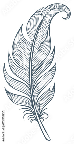 Elegant feather illustration with detailed line art, flowing plumes and classic quill