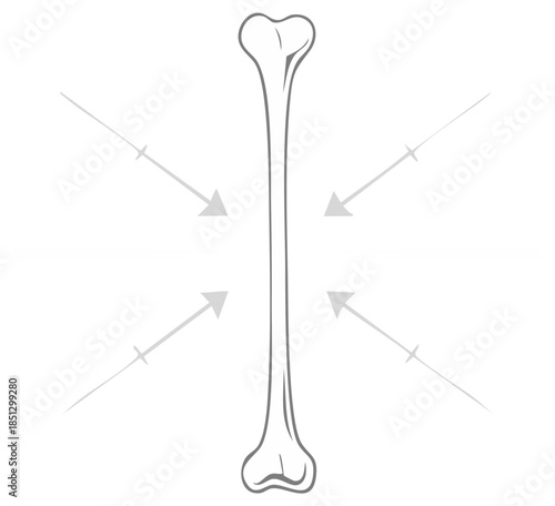 Human long bone anatomy illustration with arrows showing external compression forces and pressure diagram
