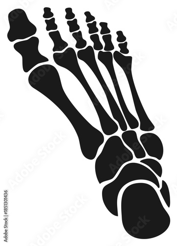 Foot bones illustration black and white vector image of skeletal human anatomy
