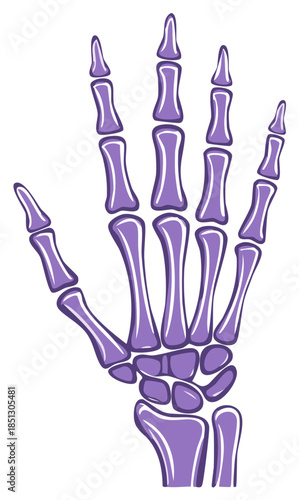 Illustration of a purple hand skeleton, isolated on white background.