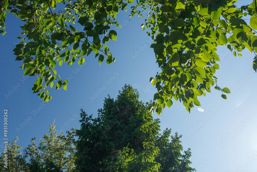 Fototapeta premium Bright green leaves and blue sky with trees in a park during daytime in early summer