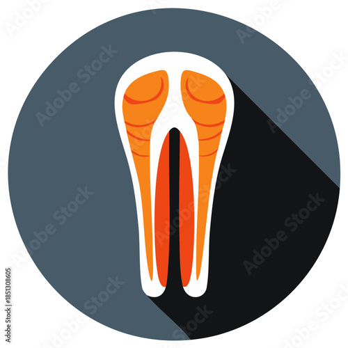 Tooth Cross Section Anatomy Flat Design Icon with Long Shadow for Dental Health and Medicine