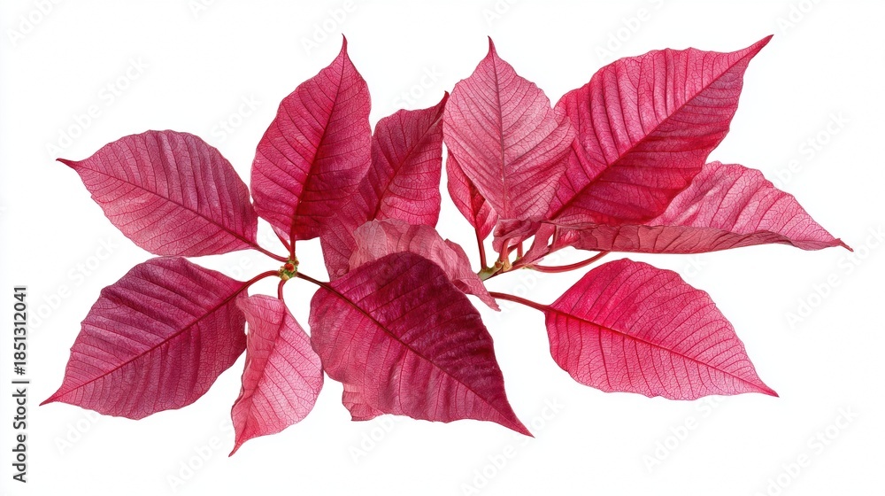 Fototapeta premium Botanical poinsettia leaf detail isolated for packaging, prints, and educational use.