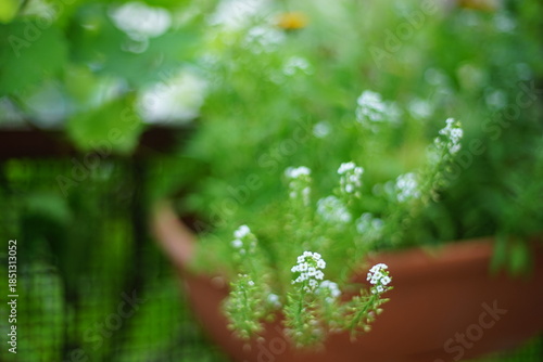 green plant in a pot