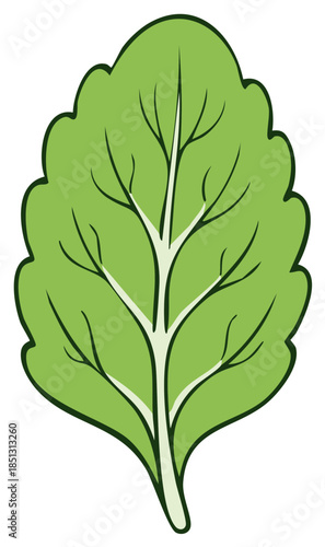 Green leaf illustration with prominent veins and serrated edges