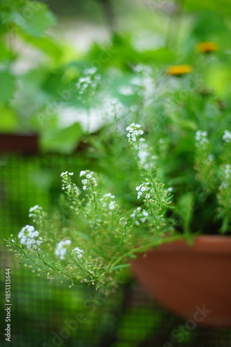 green plant with white flowers in a pot