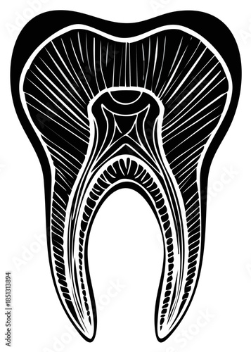 Detailed cross section illustration of a molar tooth with artistic linear detail