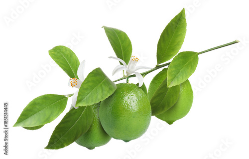 Wallpaper Mural Branch with limes, leaves and flowers isolated on white. Citrus fruit Torontodigital.ca