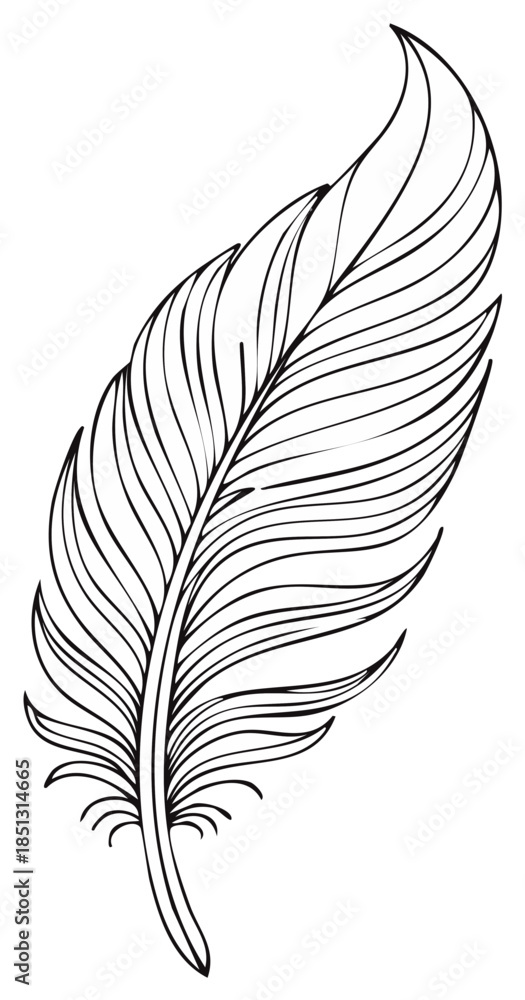 Obraz premium Elegant black outline feather drawing isolated delicate stylized design element