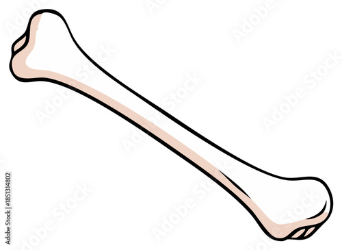 Cartoon-style illustration of a bone in angled position with simple lineart