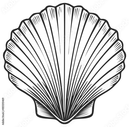 Striking Black and White Illustration of a Scallop Shell