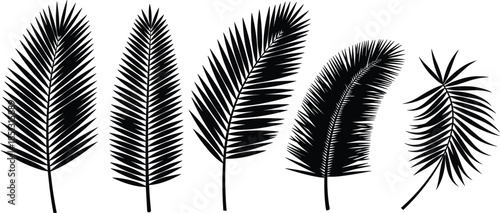 Set of five black and white stylized palm fronds with varying textures and shapes
