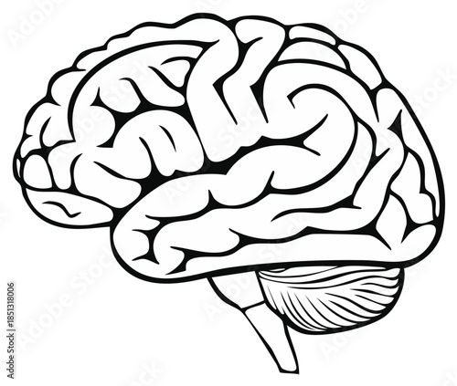 Anatomical illustration of a human brain in black and white.