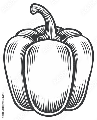 Vintage Style Bell Pepper Illustration