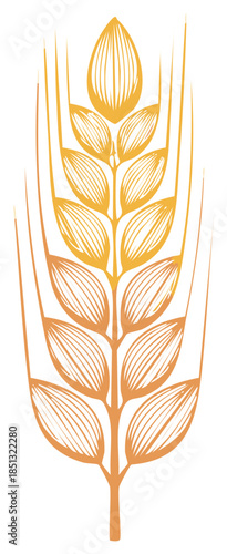 Wheat ear illustration.  Vector design of a single wheat grain