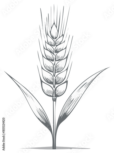 Detailed Illustration of Wheat Grain with Leaves