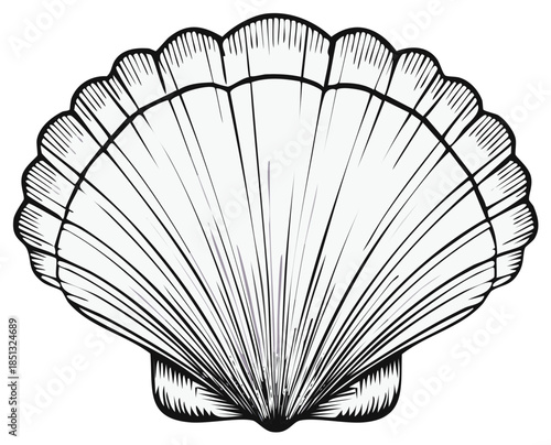 Black and white scallop seashell line art illustration, hand drawn marine life sketch