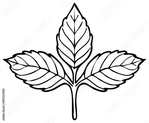 Simple black outline drawing of a three-leaf sprig. Botanical line art illustration.