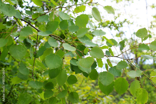 Aspen (Populus tremula) grows in nature