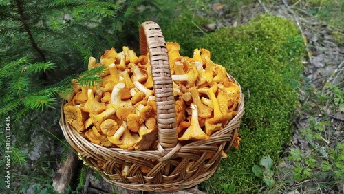 Schilderij op canvas A beautiful basket full of chanterelles stands in a forest clearing