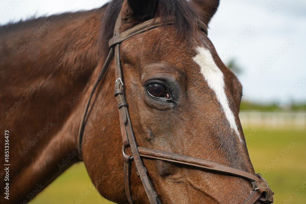 Obraz premium Close-up side profile of a beautiful brown horse wearing a blue halter in a sunny outdoor field