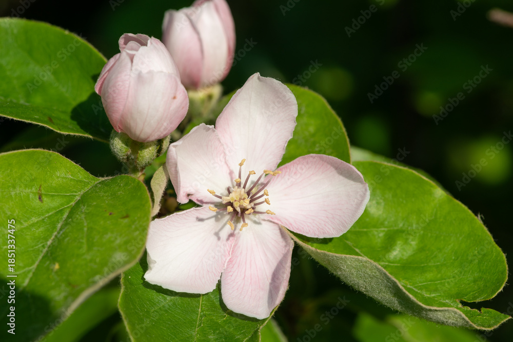 Obraz premium Close up of a pink quince (cydonia oblonga) flower in bloom