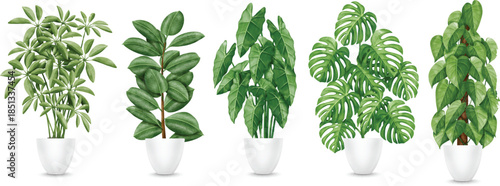 Collection of Potted Houseplants
