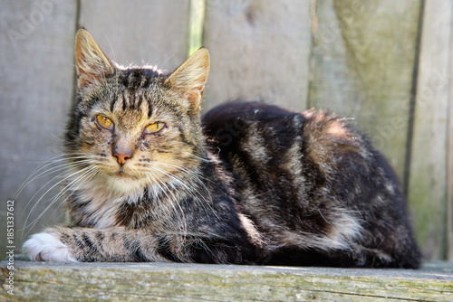 Village cat spotted in the street and basks in the sun on the porch