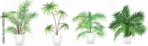 Collection of Potted Palm Plants for Indoor Decor