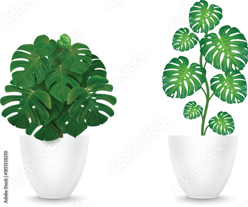 Two Potted Monstera Plants on White Background