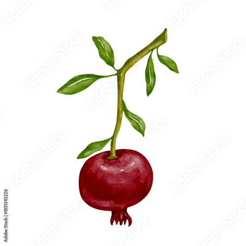 Colorful pomegranate branch with ripe fruits. Vector graphics.