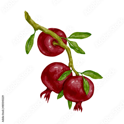 Colorful pomegranate branch with ripe fruits. Vector graphics.