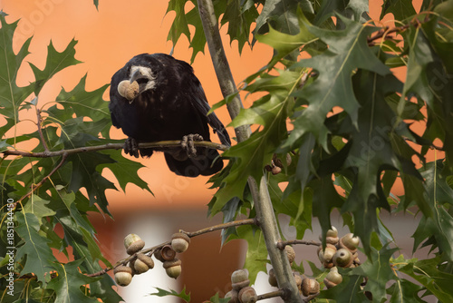 Close-up of a Rook (Corvus frugilegus) holding an acorn in its beak while perched in an oak tree