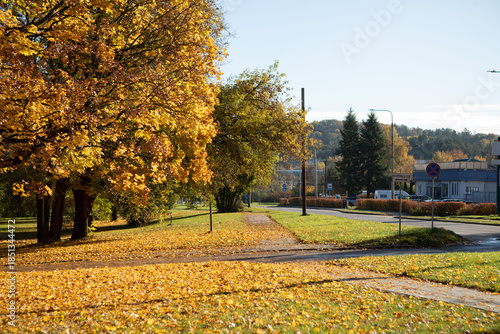 Bright yellow autumn leaves covering a suburban park and road in Vilnius, Lithuania