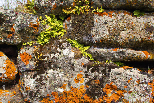 Colorful lichens on a rock of Sardinia, Italy - abstract background of lichens