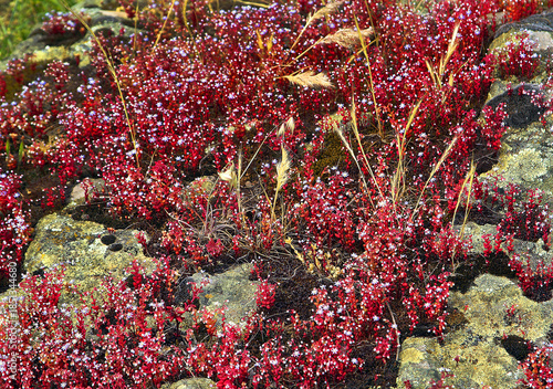 Spring flowers in Sardinia - Abstract background of flowers, Italy