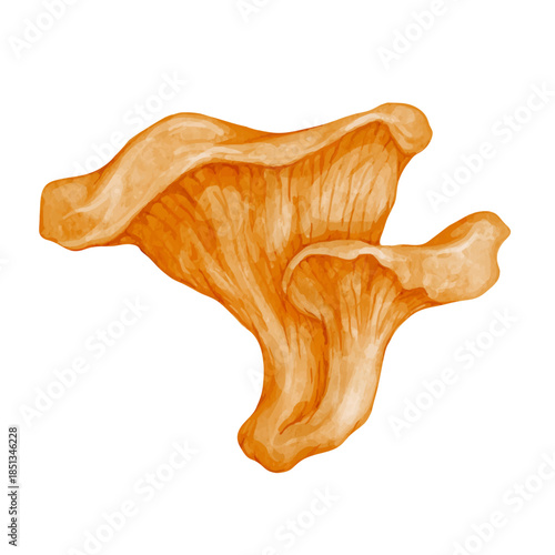 Forest chanterelle mushroom, forest plants. Vector graphics.