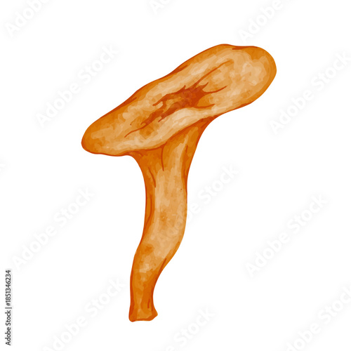 Forest chanterelle mushroom, forest plants. Vector graphics.