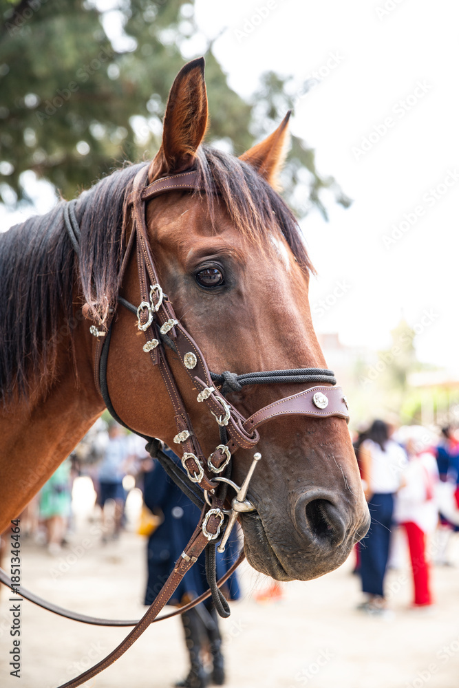 Fototapeta premium Close-up of a bay horse in a fancy bridle, symbol of the year 2026
