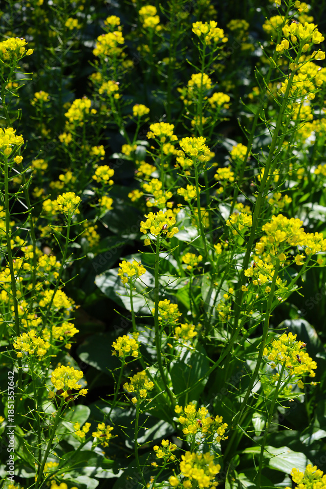 Obraz premium Choy Sum or Flowering Pak Choi