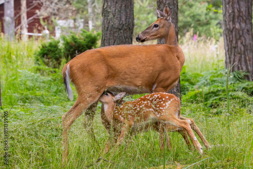 A mother deer feeding it's fawns in a forest in Finland.